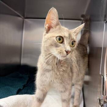 Ice Cream Cake -  Domestic Short Hair Cat for Adoption in Charlottesville, Virginia - Ice Cream Cake | PetCurious