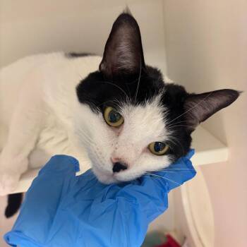 Casper -  Domestic Short Hair Cat for Adoption in Philadelphia, Pennsylvania - Casper | PetCurious