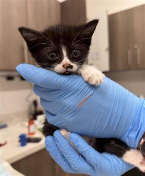 CHILDLIKE EMPRESS -  Domestic Short Hair Cat for Adoption in Baytown, Texas - CHILDLIKE EMPRESS | PetCurious