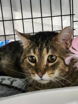 Domestic Short Hair Cats Available for Adoption in Winnipeg, Manitoba - Chester | PetCurious