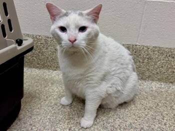 SHRIMP -  Domestic Short Hair Cat for Adoption in Colorado Springs, Colorado - SHRIMP | PetCurious