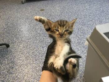 Domestic Short Hair Cats Available for Adoption in Thousand Palms, California - A1913295 | PetCurious
