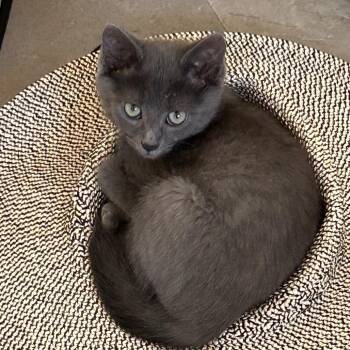 Whidbey -  Domestic Short Hair Cat for Adoption in Fayetteville, Georgia - Whidbey | PetCurious