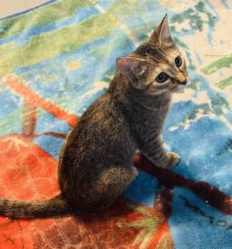 Rescue Domestic Short Hair Cats for Adoption in Jackson, Georgia - Brocc | PetCurious