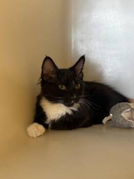 Cocoa -  Domestic Medium Hair and Domestic Short Hair Cat for Adoption in Kalispell, Montana - Cocoa | PetCurious