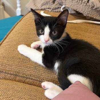 Brie (blue collar) -  Domestic Short Hair Cat for Adoption in Philadelphia, Pennsylvania - Brie (blue Collar) | PetCurious