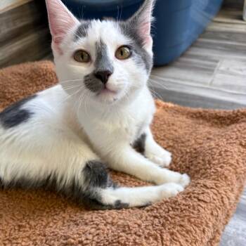 Petra -  Domestic Short Hair Cat for Adoption in West Des Moines, Iowa - Petra | PetCurious