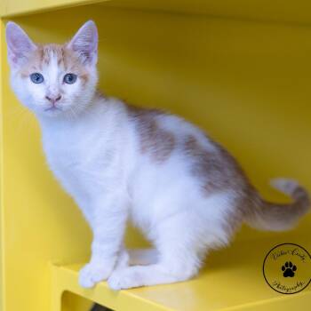 Bear -  Domestic Short Hair Cat for Adoption in Abilene, Texas - Bear | PetCurious