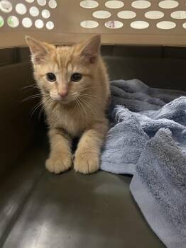 DRAGON FIRE -  Domestic Short Hair Cat for Adoption in Easton, Maryland - DRAGON FIRE | PetCurious