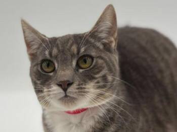 Domestic Short Hair Cats Available for Adoption in Portland, Oregon - Stacy | PetCurious