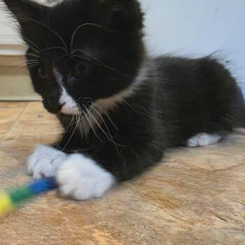 Fennel -  Domestic Short Hair Cat for Adoption in Washougal, Washington - Fennel | PetCurious