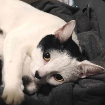 Domestic Short Hair Cats Available for Adoption - Cherry C9840 | PetCurious