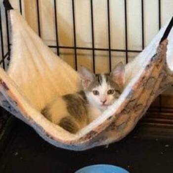 Fizz -  Domestic Short Hair Cat for Adoption in Madison, Wisconsin - Fizz | PetCurious