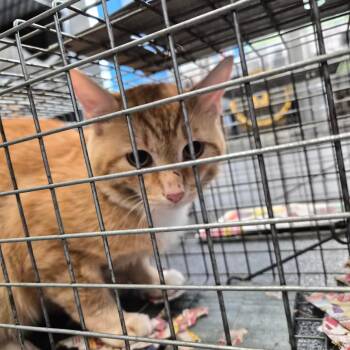 Montgomery Kitty 111 -  Domestic Short Hair Cat for Adoption in Montgomery, Alabama - Montgomery Kitty 111 | PetCurious