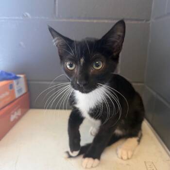 TUSC-Stray-85246_2 -  Domestic Short Hair Cat for Adoption in Tuscaloosa, Alabama - TUSC-Stray-85246_2 | PetCurious