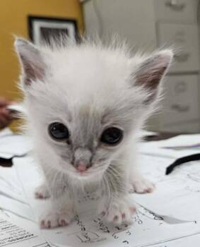 Darrin -  Siamese and Domestic Short Hair Cat for Adoption in New Braunfels, Texas - Darrin | PetCurious