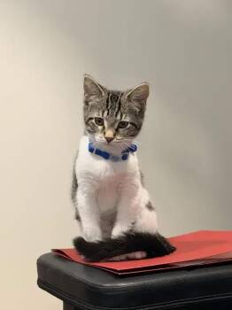 Halite -  Domestic Short Hair Cat for Adoption in Wyoming, Michigan - Halite | PetCurious