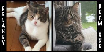 Rescue Maine Coon and Calico Cats for Adoption in Killingly, Connecticut - Delaney & Hermione (friendly Bonded Sisters) | PetCurious