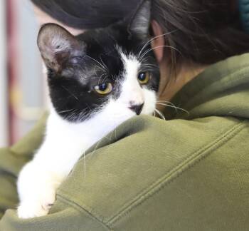 Tuxedo and Turkish Van Cats Available for Adoption - Panda - Lil