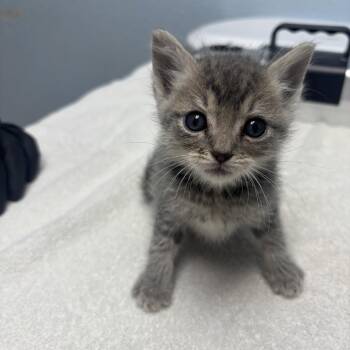 Teacup -  Domestic Short Hair Cat for Adoption in Riverside, California - Teacup | PetCurious