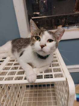 Rescue Domestic Short Hair Cats for Adoption in Liberty, New York - KL Gizmo | PetCurious