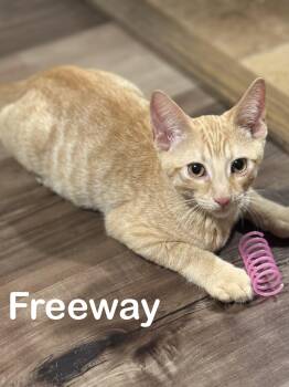 Tabby Cats Available for Adoption - FREEWAY | PetCurious