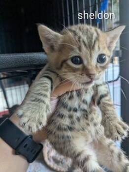 Domestic Short Hair and Tabby Cats Available for Adoption in Ruskin, Florida - Sheldon | PetCurious