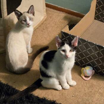 Dorothy Bernice -  Domestic Short Hair Cat for Adoption in Fishers, Indiana - Dorothy Bernice | PetCurious