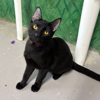 Rescue Domestic Short Hair Cats for Adoption in Laredo, Texas - Luna/ Lunette | PetCurious