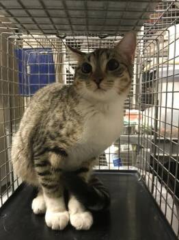 Domestic Short Hair Cats Available for Adoption - ELENI | PetCurious