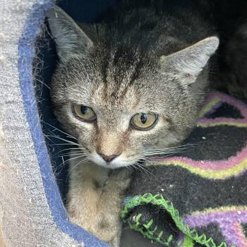 Domestic Short Hair Cats Available for Adoption in Wells, Maine - Mick | PetCurious