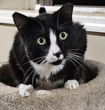 Vader -  Domestic Short Hair and Tuxedo Cat for Adoption in Lenhartsville, Pennsylvania - Vader | PetCurious