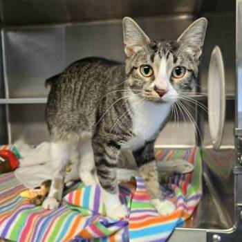 Nola -  Domestic Short Hair Cat for Adoption in Watertown, Wisconsin - Nola | PetCurious