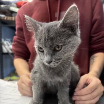 Claire -  Domestic Short Hair Cat for Adoption in Summerlee, West Virginia - Claire | PetCurious