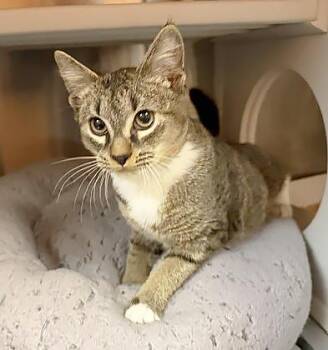 Mr. Mittens -  Domestic Short Hair Cat for Adoption in Nashville, Tennessee - Mr. Mittens | PetCurious
