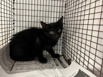 VIVI -  Domestic Short Hair Cat for Adoption in Fort Lauderdale, Florida - VIVI | PetCurious