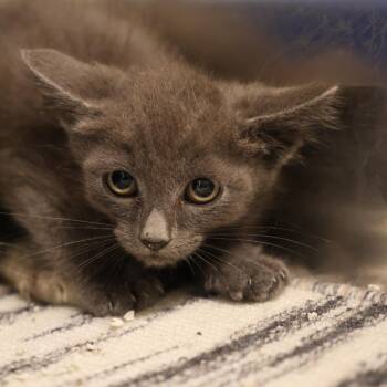 Elmo -  Domestic Short Hair Cat for Adoption in Briarcliff Manor, New York - Elmo | PetCurious