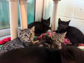 Domestic Short Hair Cats Available for Adoption in Cape Coral, Florida - Jamie | PetCurious