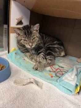 Columbia -  Domestic Short Hair Cat for Adoption in West Chester, Pennsylvania - Columbia | PetCurious