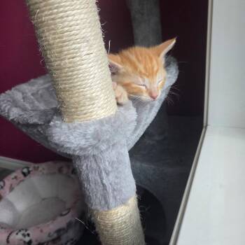 Pip -  Domestic Short Hair Cat for Adoption in Calgary, Alberta - Pip | PetCurious