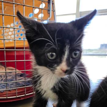 Rescue Domestic Short Hair Cats for Adoption in Montgomery, Alabama - Cocoa Butter | PetCurious