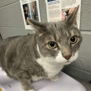 Snorlax -  Domestic Medium Hair Cat for Adoption in Allentown, Pennsylvania - Snorlax | PetCurious