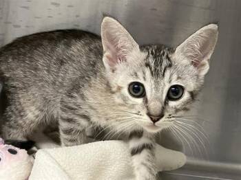 Domestic Short Hair Cats Available for Adoption in Tustin, California - AGATHA | PetCurious