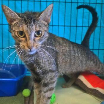 Gecko -  Domestic Short Hair Cat for Adoption in Plover, Wisconsin - Gecko | PetCurious