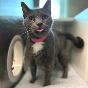 Danarius "Danny" -  Domestic Short Hair Cat for Adoption in Fairport, New York - Danarius "Danny" | PetCurious