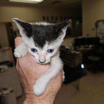 Spock -  Domestic Short Hair Cat for Adoption in Lake Panasoffkee, Florida - Spock | PetCurious
