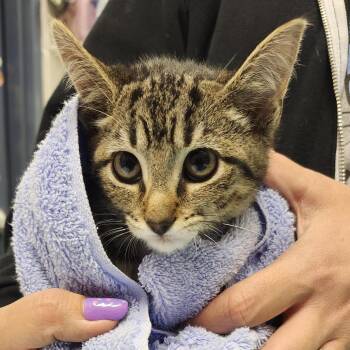Tygra -  Domestic Short Hair Cat for Adoption in Pittsburgh, Pennsylvania - Tygra | PetCurious