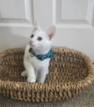 Rescue Domestic Short Hair Cats for Adoption in Reston, Virginia - Cracker Jack | PetCurious