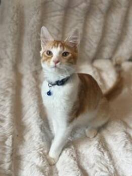 CHESTNUT -  Domestic Medium Hair Cat for Adoption in Coquitlam, British Columbia - CHESTNUT | PetCurious