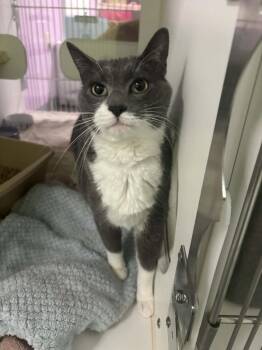 Domestic Short Hair Cats Available for Adoption in Muskegon, Michigan - Jax | PetCurious